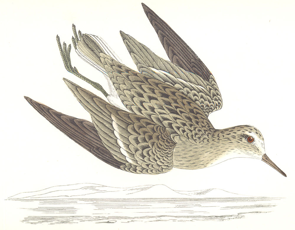BIRDS. Temminck's Stint. Found in Europe. Africa. Asia (Morris) 1865 old print